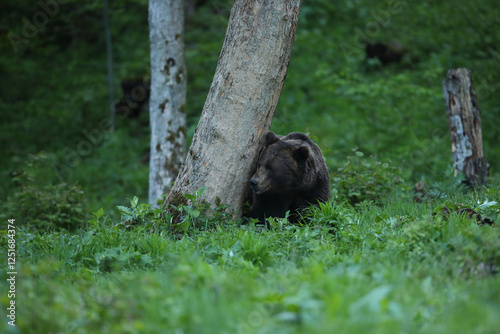 Fototapeta Naklejka Na Ścianę i Meble -  Niedźwiedź brunatny, (Ursus arctos), brown bear