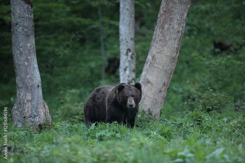 Fototapeta Naklejka Na Ścianę i Meble -  Niedźwiedź brunatny, (Ursus arctos), brown bear