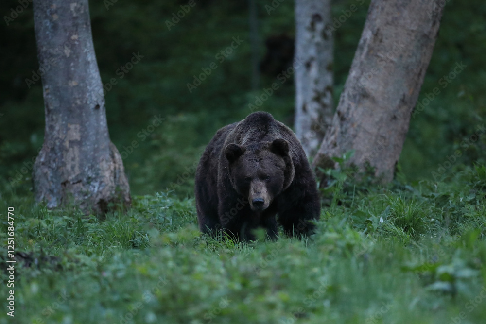 Niedźwiedź brunatny, (Ursus arctos), brown bear Niedźwiedź brunatny, (Ursus arctos), brown bear