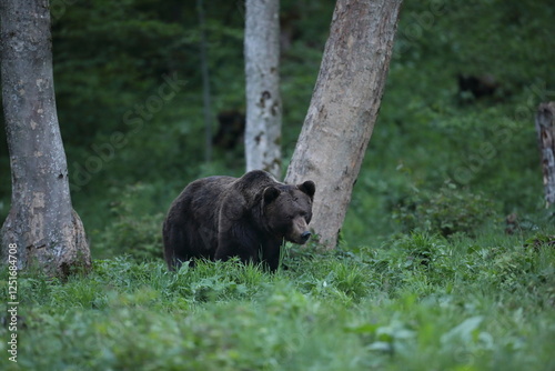 Fototapeta Naklejka Na Ścianę i Meble -  Niedźwiedź brunatny, (Ursus arctos), brown bear