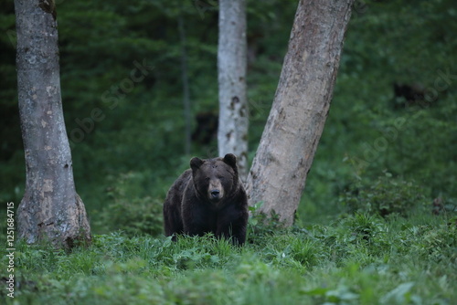 Fototapeta Naklejka Na Ścianę i Meble -  Niedźwiedź brunatny, (Ursus arctos), brown bear