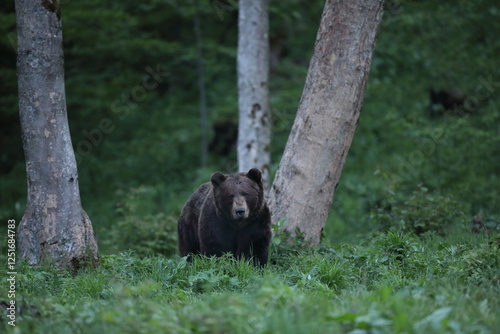 Fototapeta Naklejka Na Ścianę i Meble -  Niedźwiedź brunatny, (Ursus arctos), brown bear