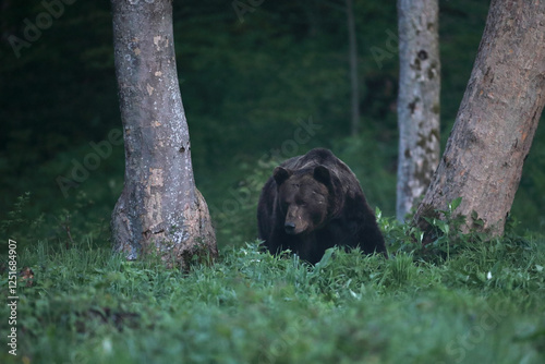 Fototapeta Naklejka Na Ścianę i Meble -  Niedźwiedź brunatny, (Ursus arctos), brown bear