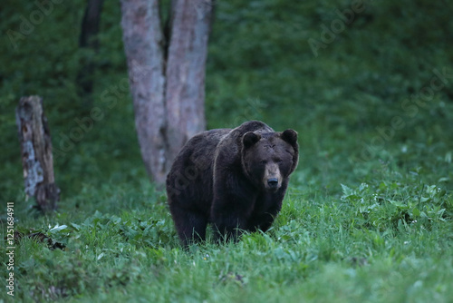 Fototapeta Naklejka Na Ścianę i Meble -  Niedźwiedź brunatny, (Ursus arctos), brown bear