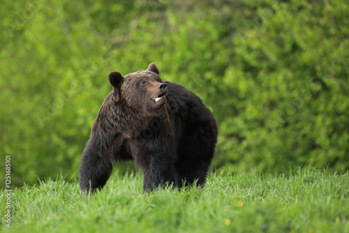 Fototapeta Naklejka Na Ścianę i Meble -  Niedźwiedź brunatny, (Ursus arctos), brown bear