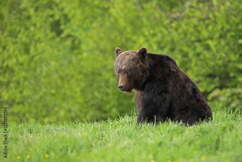 Fototapeta Naklejka Na Ścianę i Meble -  Niedźwiedź brunatny, (Ursus arctos), brown bear