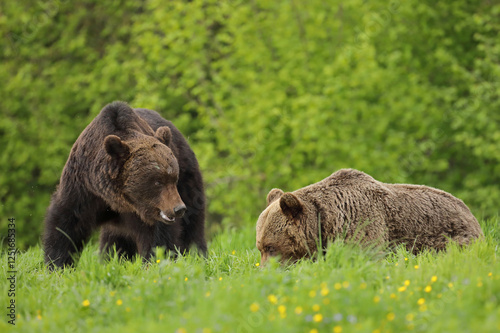Fototapeta Naklejka Na Ścianę i Meble -  Niedźwiedź brunatny, (Ursus arctos), brown bear