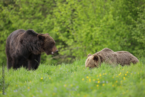 Fototapeta Naklejka Na Ścianę i Meble -  Niedźwiedź brunatny, (Ursus arctos), brown bear