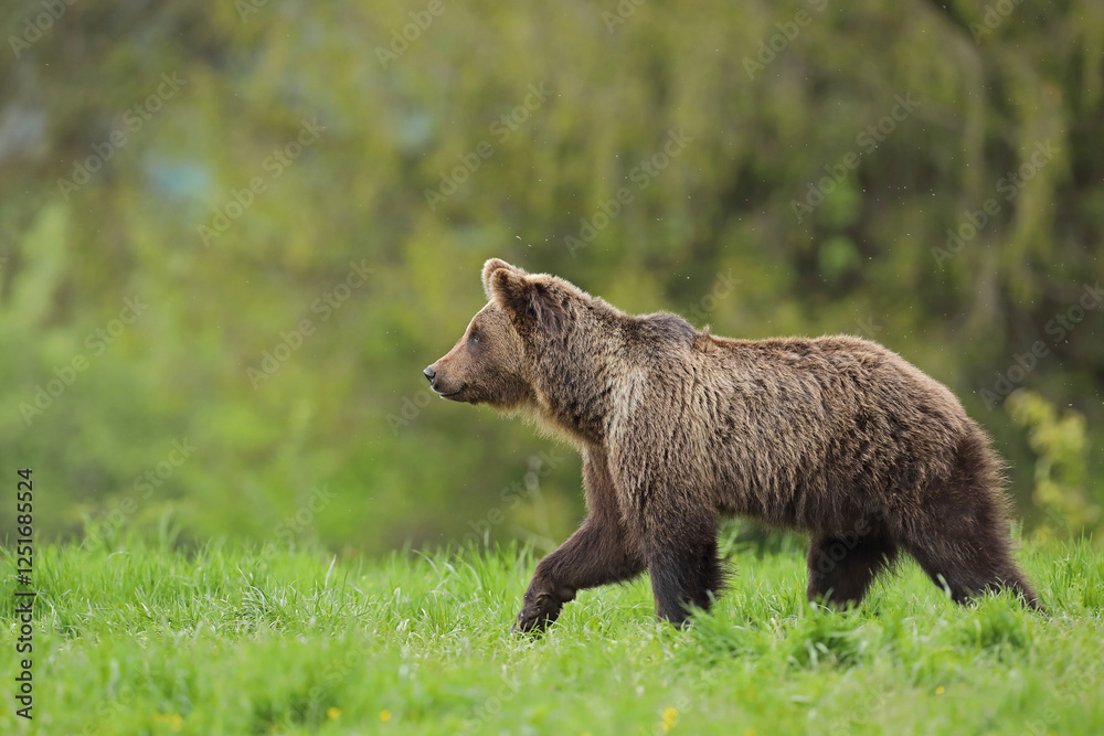Niedźwiedź brunatny, (Ursus arctos), brown bear Niedźwiedź brunatny, (Ursus arctos), brown bear