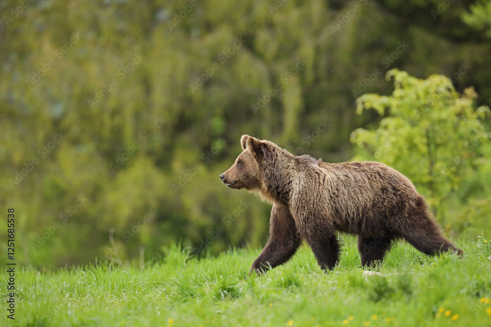 Niedźwiedź brunatny, (Ursus arctos), brown bear Niedźwiedź brunatny, (Ursus arctos), brown bear