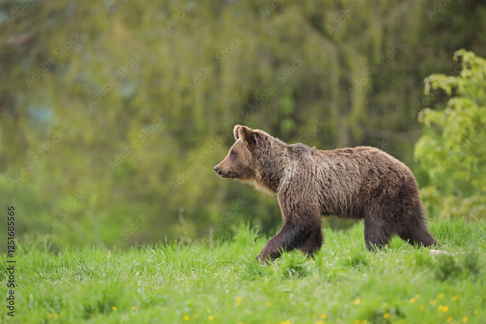 Niedźwiedź brunatny, (Ursus arctos), brown bear Niedźwiedź brunatny, (Ursus arctos), brown bear