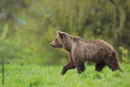 Fototapeta Naklejka Na Ścianę i Meble -  Niedźwiedź brunatny, (Ursus arctos), brown bear