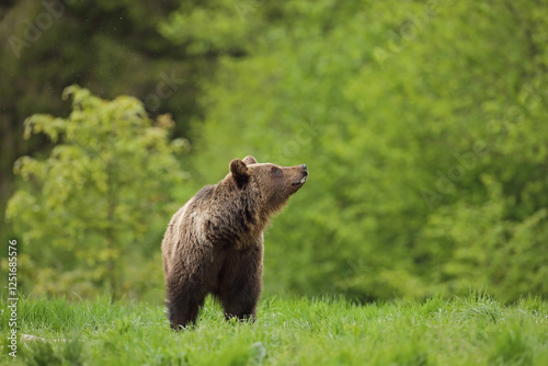 Fototapeta Naklejka Na Ścianę i Meble -  Niedźwiedź brunatny, (Ursus arctos), brown bear
