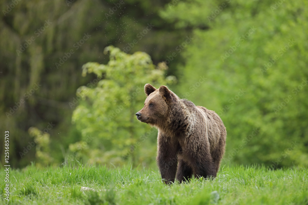 Fototapeta premium Niedźwiedź brunatny, (Ursus arctos), brown bear