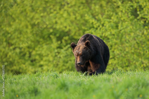 Fototapeta Naklejka Na Ścianę i Meble -  Niedźwiedź brunatny, (Ursus arctos), brown bear