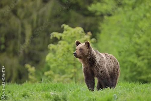 Fototapeta na wymiar Niedźwiedź brunatny, (Ursus arctos), brown bear