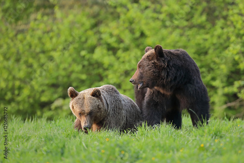 Fototapeta Naklejka Na Ścianę i Meble -  Niedźwiedź brunatny, (Ursus arctos), brown bear