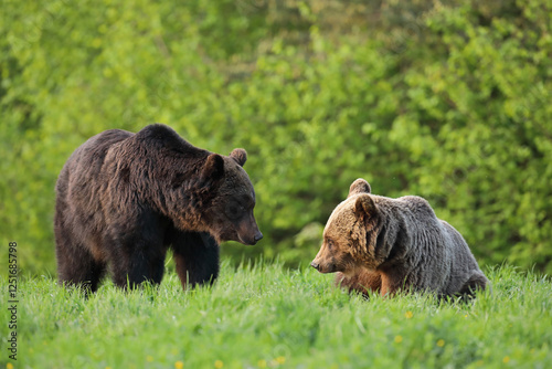 Fototapeta Naklejka Na Ścianę i Meble -  Niedźwiedź brunatny, (Ursus arctos), brown bear