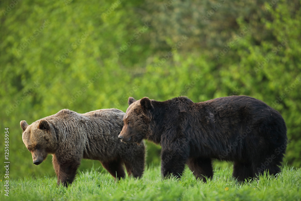 Niedźwiedź brunatny, (Ursus arctos), brown bear Niedźwiedź brunatny, (Ursus arctos), brown bear