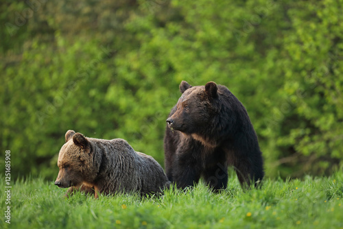 Niedźwiedź brunatny, (Ursus arctos), brown bear photo