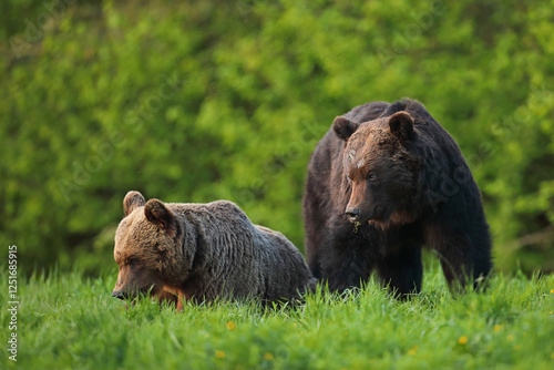 Fototapeta Naklejka Na Ścianę i Meble -  Niedźwiedź brunatny, (Ursus arctos), brown bear