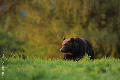 Fototapeta Naklejka Na Ścianę i Meble -  Niedźwiedź brunatny, (Ursus arctos), brown bear
