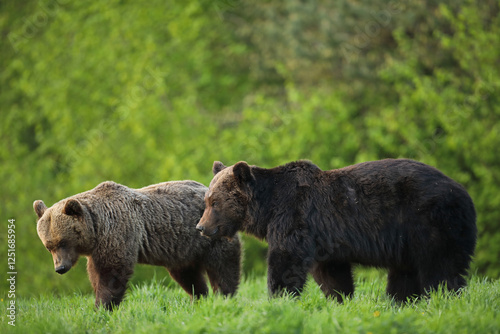 Fototapeta Naklejka Na Ścianę i Meble -  Niedźwiedź brunatny, (Ursus arctos), brown bear