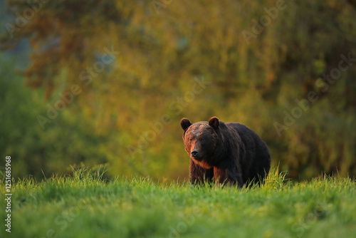 Fototapeta Naklejka Na Ścianę i Meble -  Niedźwiedź brunatny, (Ursus arctos), brown bear