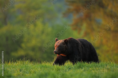 Fototapeta Naklejka Na Ścianę i Meble -  Niedźwiedź brunatny, (Ursus arctos), brown bear