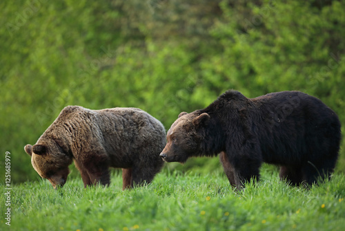 Fototapeta Naklejka Na Ścianę i Meble -  Niedźwiedź brunatny, (Ursus arctos), brown bear