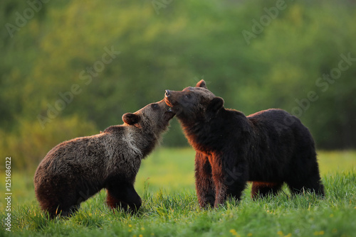 Niedźwiedź brunatny, (Ursus arctos), brown bear