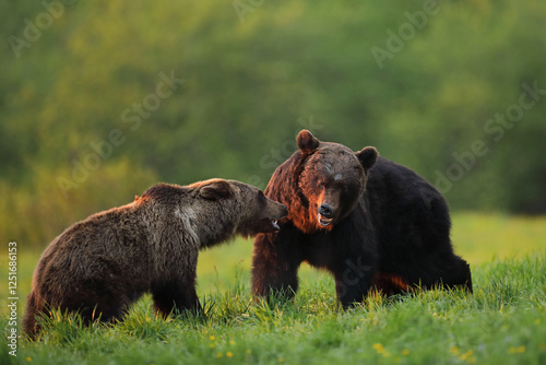 Fototapeta Naklejka Na Ścianę i Meble -  Niedźwiedź brunatny, (Ursus arctos), brown bear
