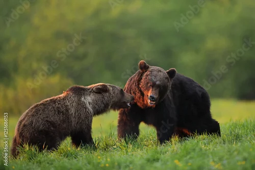 Obraz Niedźwiedź brunatny, (Ursus arctos), brown bear