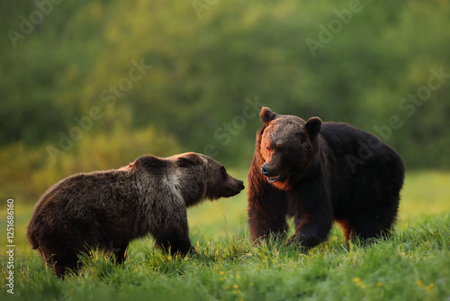 Fototapeta Naklejka Na Ścianę i Meble -  Niedźwiedź brunatny, (Ursus arctos), brown bear