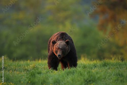 Niedźwiedź brunatny, (Ursus arctos), brown bear photo