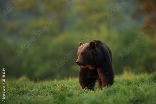 Fototapeta Naklejka Na Ścianę i Meble -  Niedźwiedź brunatny, (Ursus arctos), brown bear