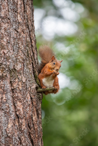 Red Squirrel sitting on a tree branch