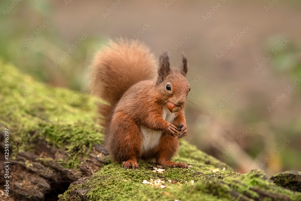 Red Squirrel on a moss covered fallen tree trunk Red Squirrel on a moss covered fallen tree trunk