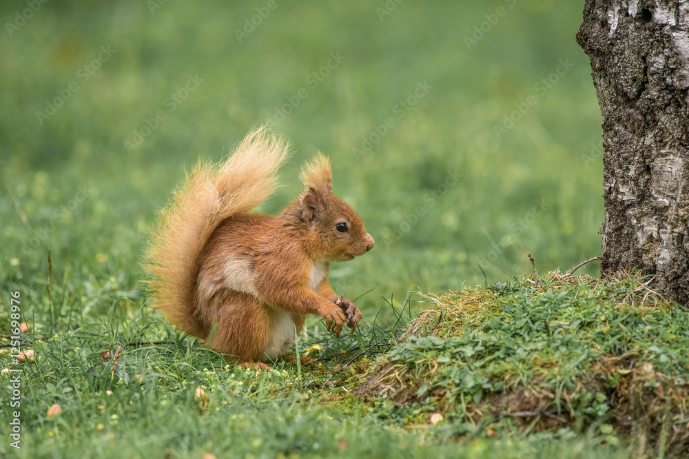 Red Squirrel on the grass close up in Scotland Red Squirrel on the grass close up in Scotland