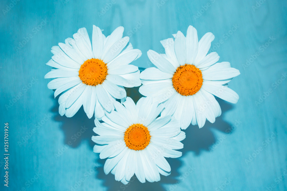 Obraz premium three daisies. Wild flowers chamomile on a light background. Natural composition. Nature.