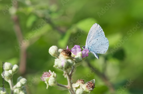photos of wildlife and butterflies