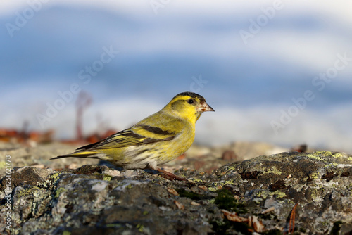 Obraz na płótnie Eurasian siskin