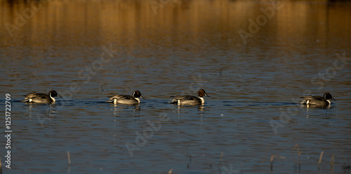 ducks on the lake