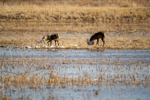coyotes and snow geese