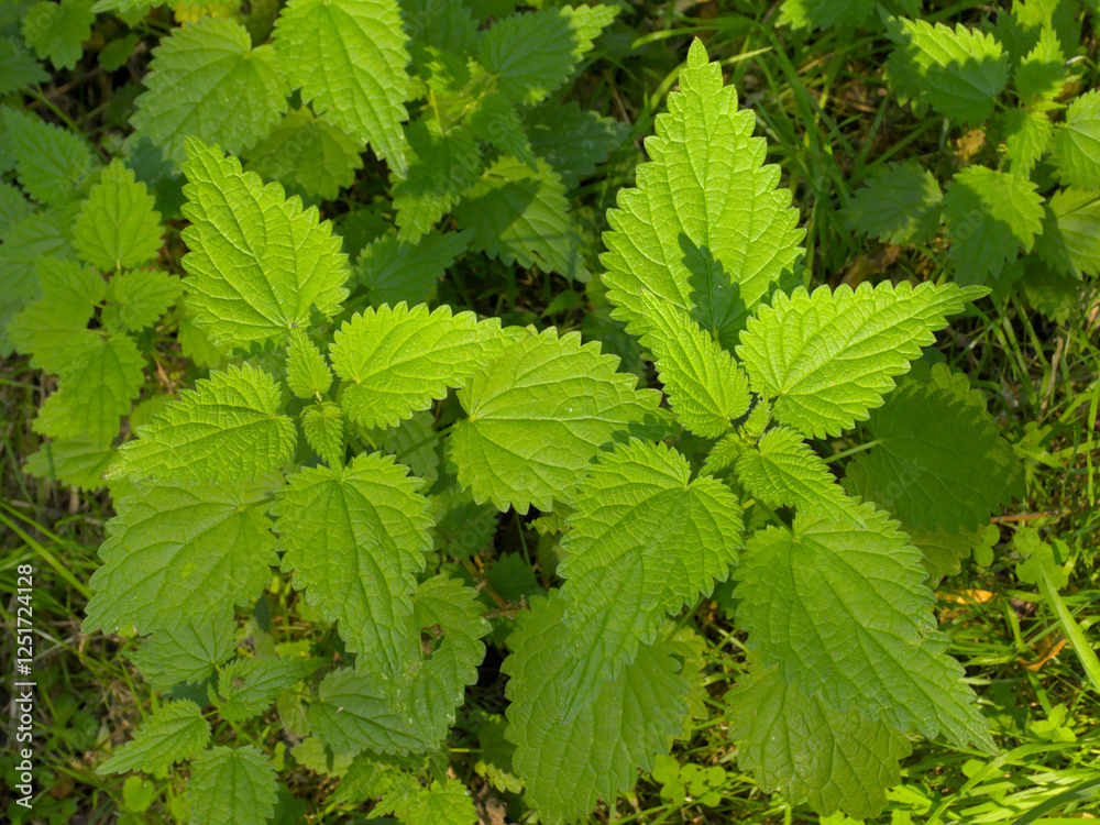 Sunny nettle plants, overhead view. - Urtica dioica Sunny nettle plants, overhead view. - Urtica dioica