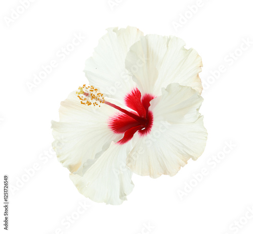 Beautiful tropical hibiscus flower isolated on white