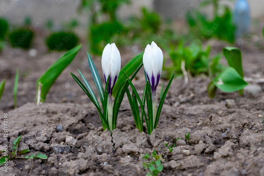 Crocuses bloom in a garden during early spring in a rural setting Crocuses bloom in a garden during early spring in a rural setting