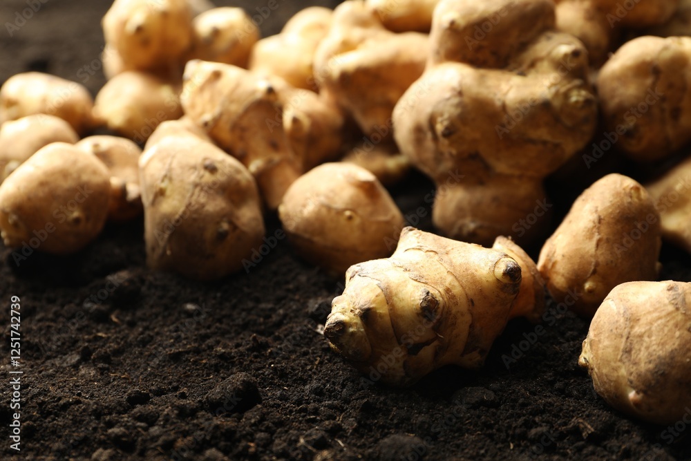 Fototapeta premium Many raw Jerusalem artichokes on soil, closeup. Root vegetable