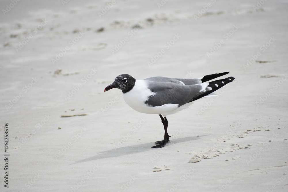 Laughing Gull on Beach in Florida Laughing Gull on Beach in Florida