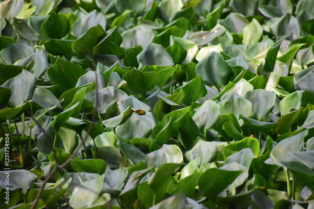 Obraz premium Water hyacinth leaves grow heavily in river